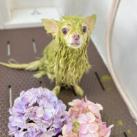 【本店】2022年7月17日のワンちゃん達♪