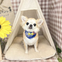 【本店】2022年7月21日のワンちゃん達♪