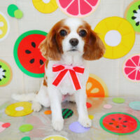 【山手店】2022年7月2日のワンちゃん達♪