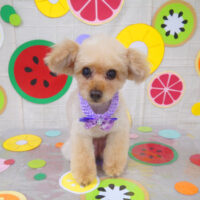 【山手店】2022年7月3日のワンちゃん達♪