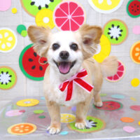 【山手店】2022年7月4日のワンちゃん達♪