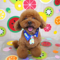 【山手店】2022年7月7日のワンちゃん達♪