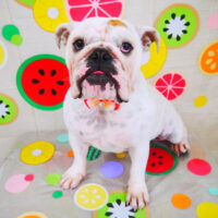 【山手店】2022年7月8日のワンちゃん達♪