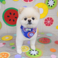 【山手店】2022年7月11日のワンちゃん達♪