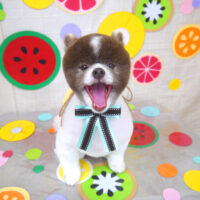 【山手店】2022年7月15日のワンちゃん達♪