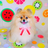 【山手店】2022年7月17日のワンちゃん達♪