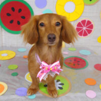 【山手店】2022年7月21日のワンちゃん達♪