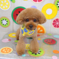 【山手店】2022年7月22日のワンちゃん達♪