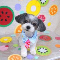 【山手店】2022年7月24日のワンちゃん達♪