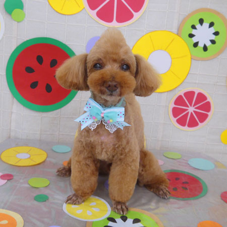 【山手店】2022年7月25日のワンちゃん達♪