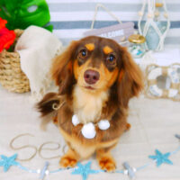 【山手店】2022年7月27日のワンちゃん達♪