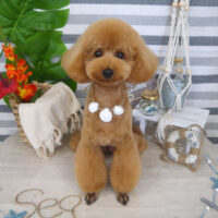 【山手店】2022年7月29日のワンちゃん達♪