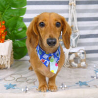 【山手店】2022年7月30日のワンちゃん達♪