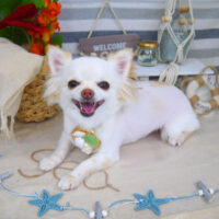 【山手店】2022年7月31日のワンちゃん達♪