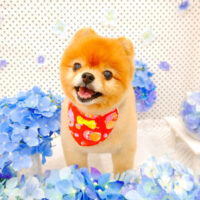 【池下店】2022年7月1日のワンちゃん達♪