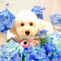 【池下店】2022年7月2日のワンちゃん達♪