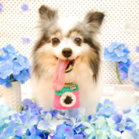 【池下店】2022年7月3日のワンちゃん達♪