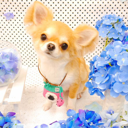 【池下店】2022年7月4日のワンちゃん達♪