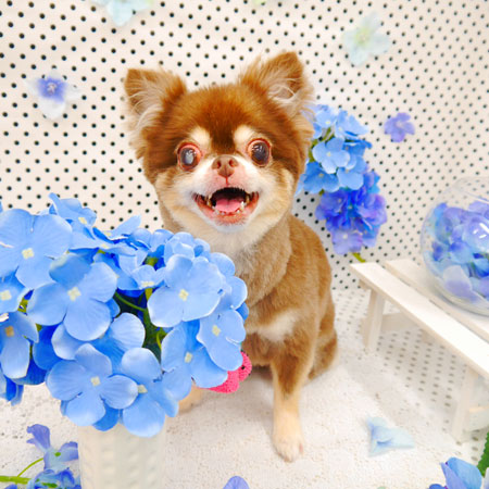 【池下店】2022年7月7日のワンちゃん達♪