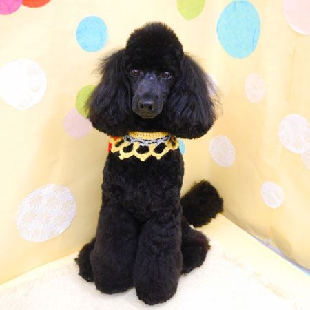 【池下店】2022年7月8日のワンちゃん達♪