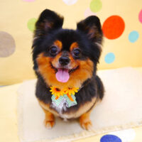 【池下店】2022年7月9日のワンちゃん達♪