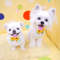 【池下店】2022年7月10日のワンちゃん達♪