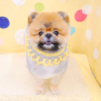 【池下店】2022年7月11日のワンちゃん達♪