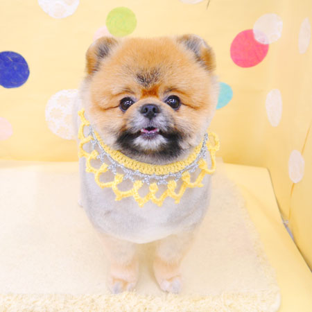 【池下店】2022年7月11日のワンちゃん達♪