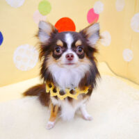 【池下店】2022年7月14日のワンちゃん達♪