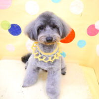 【池下店】2022年7月15日のワンちゃん達♪