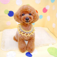 【池下店】2022年7月16日のワンちゃん達♪