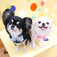 【池下店】2022年7月17日のワンちゃん達♪