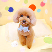 【池下店】2022年7月18日のワンちゃん達♪