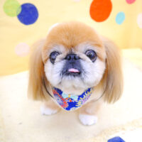 【池下店】2022年7月21日のワンちゃん達♪