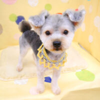 【池下店】2022年7月22日のワンちゃん達♪