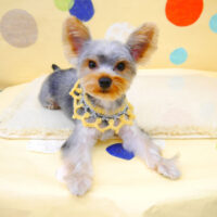 【池下店】2022年7月23日のワンちゃん達♪