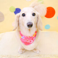 【池下店】2022年7月24日のワンちゃん達♪