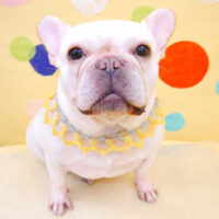 【池下店】2022年7月25日のワンちゃん達♪