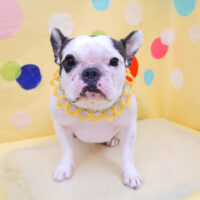 【池下店】2022年7月28日のワンちゃん達♪