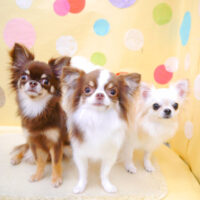 【池下店】2022年7月29日のワンちゃん達♪