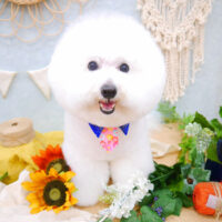 【池下店】2022年7月30日のワンちゃん達♪