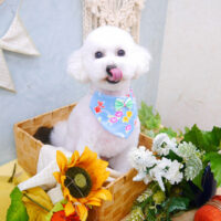 【池下店】2022年7月31日のワンちゃん達♪