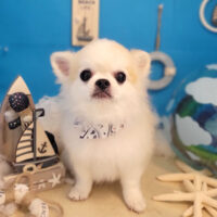 【本店】2022年8月6日のワンちゃん達♪