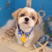 【本店】2022年8月18日のワンちゃん達♪