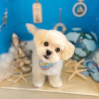 【本店】2022年8月5日のワンちゃん達♪