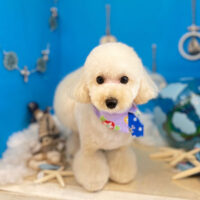 【本店】2022年8月4日のワンちゃん達♪