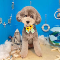 【本店】2022年8月7日のワンちゃん達♪