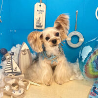 【本店】2022年8月22日のワンちゃん達♪