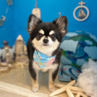 【本店】2022年8月11日のワンちゃん達♪