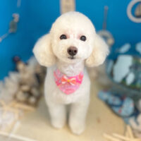 【本店】2022年8月25日のワンちゃん達♪